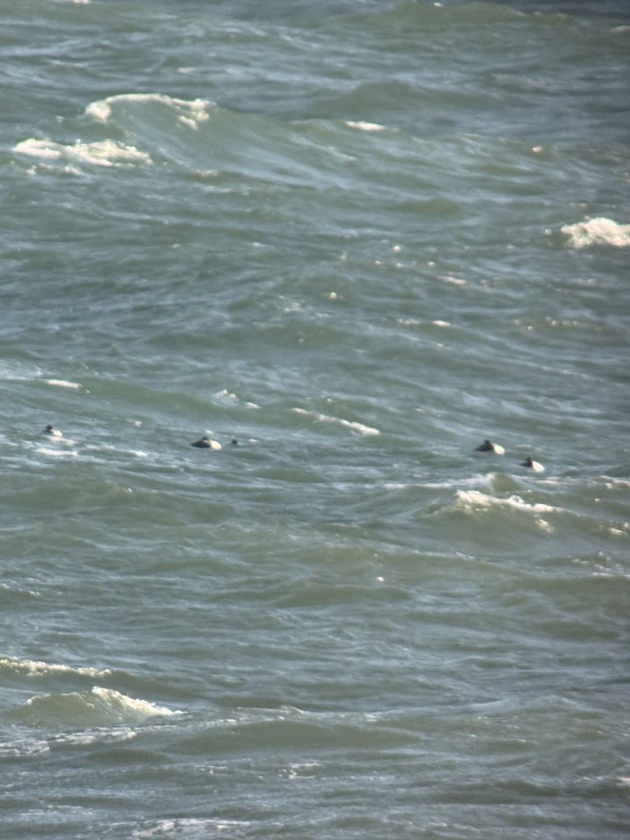 potápka rudokrká - ML647318693