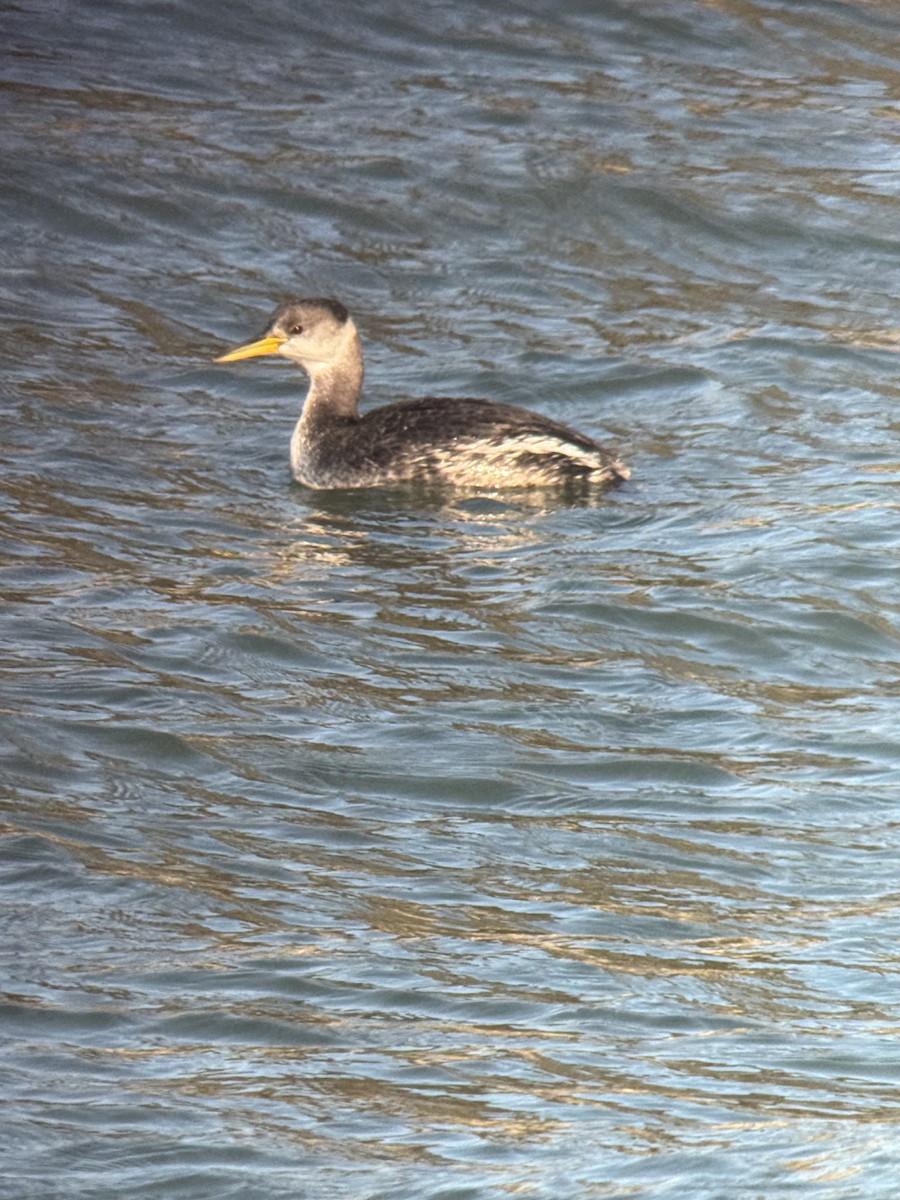 Red-necked Grebe - ML647318694