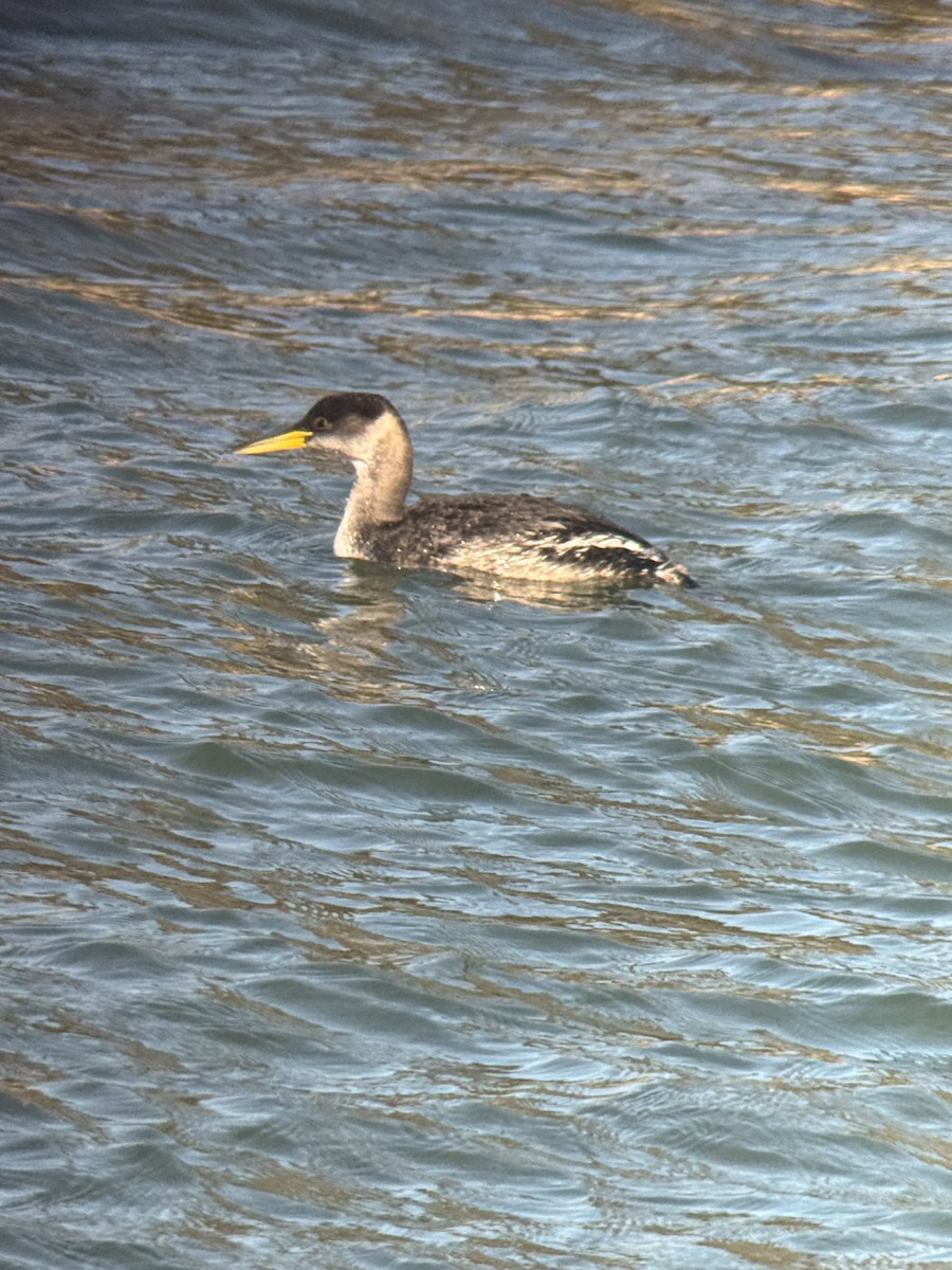 potápka rudokrká - ML647318695