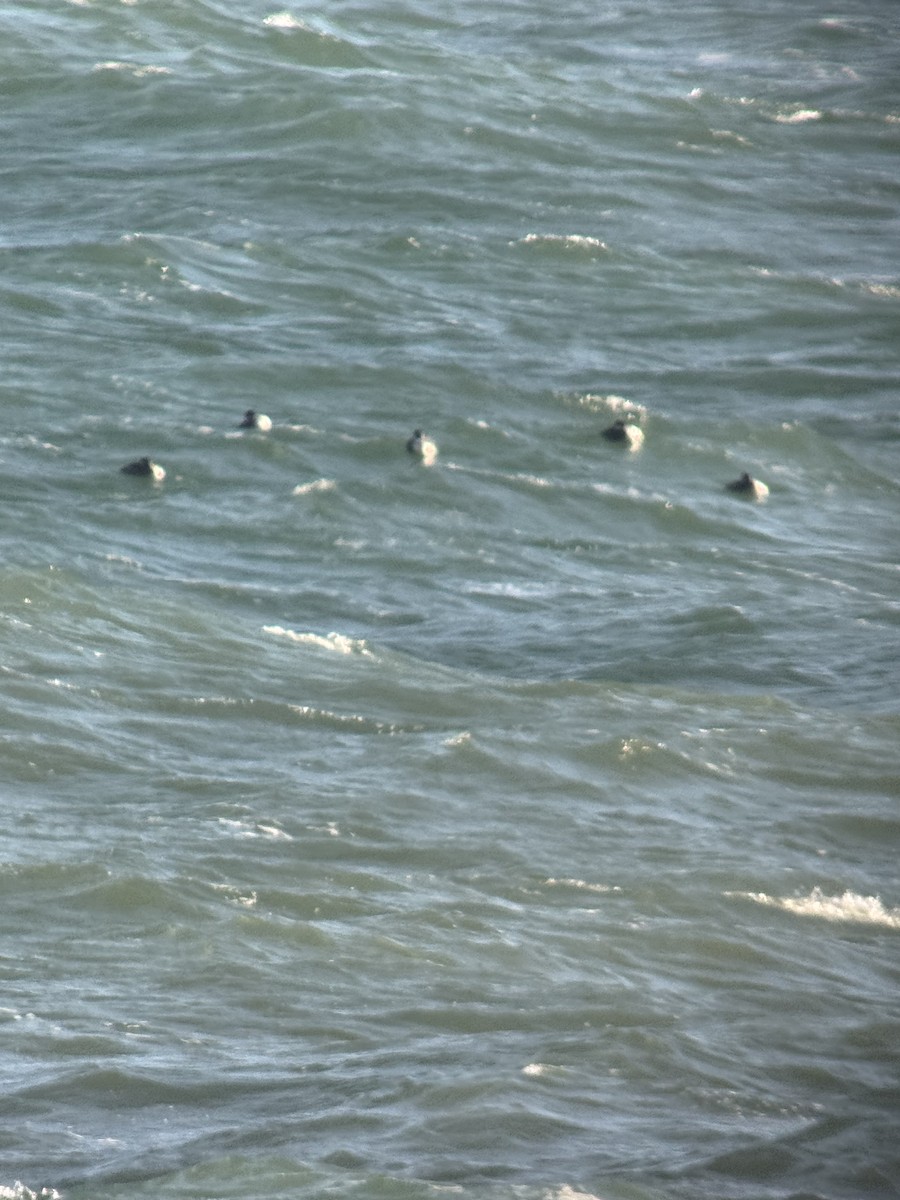 Red-necked Grebe - ML647318696