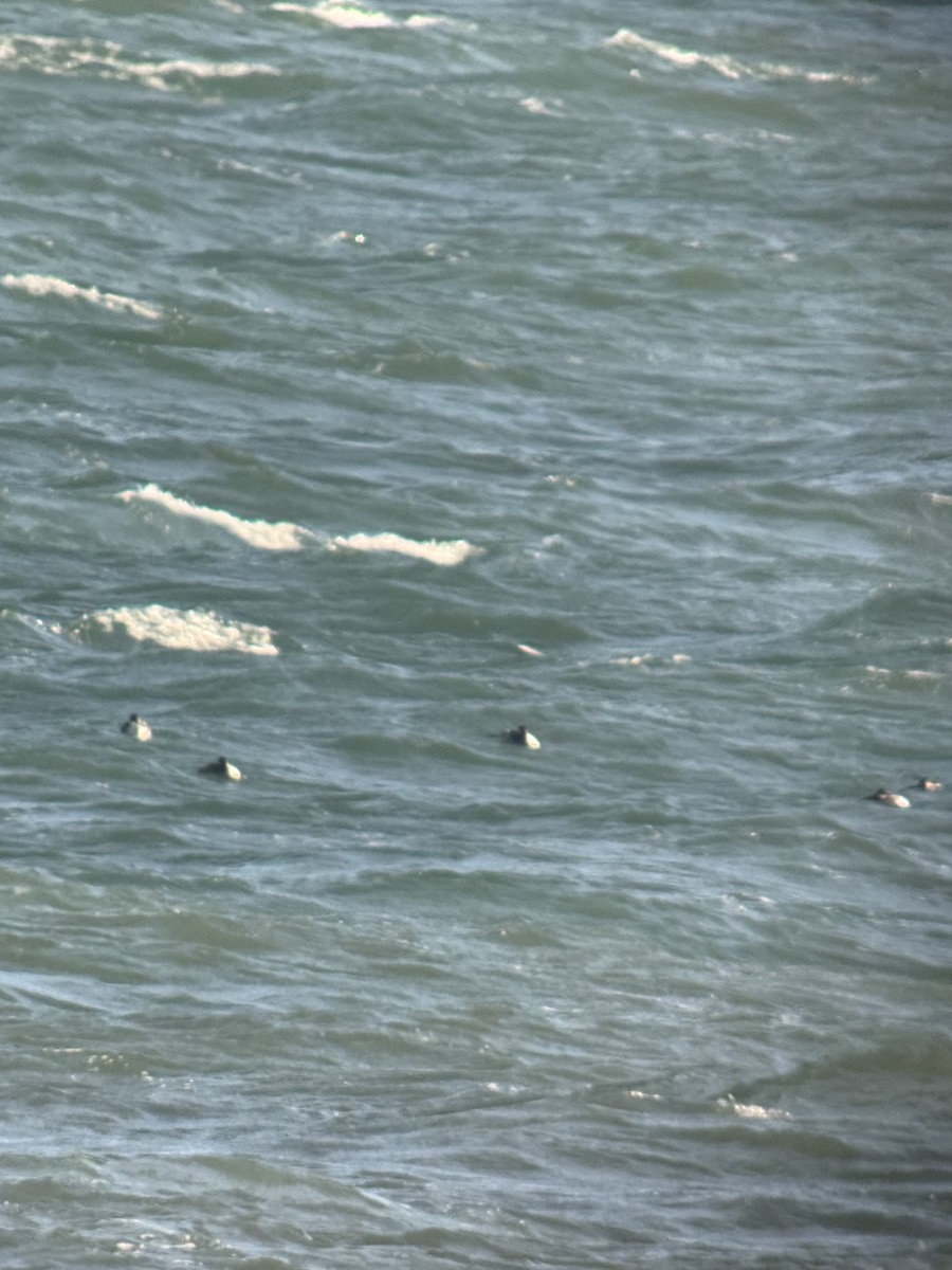 potápka rudokrká - ML647318697