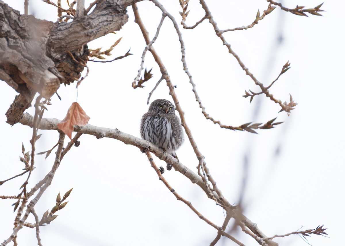 Northern Pygmy-Owl - ML647318698