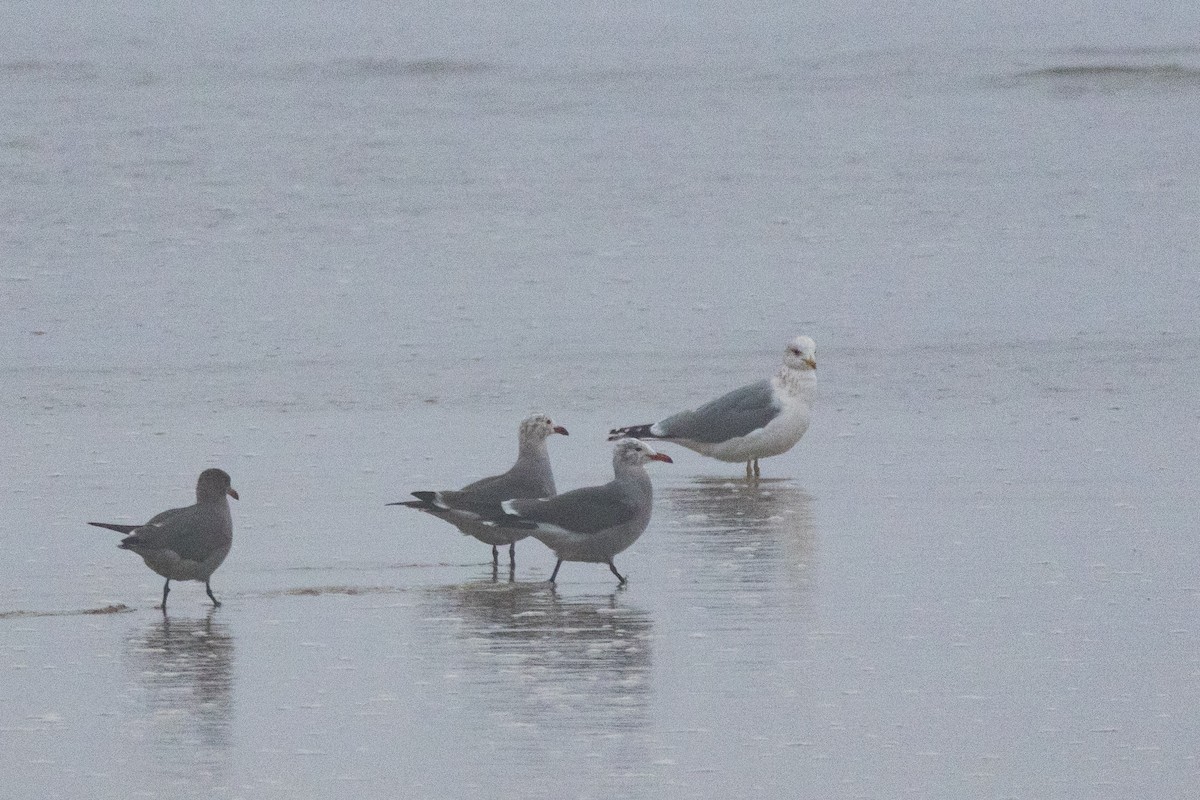 Heermann's Gull - ML647318699