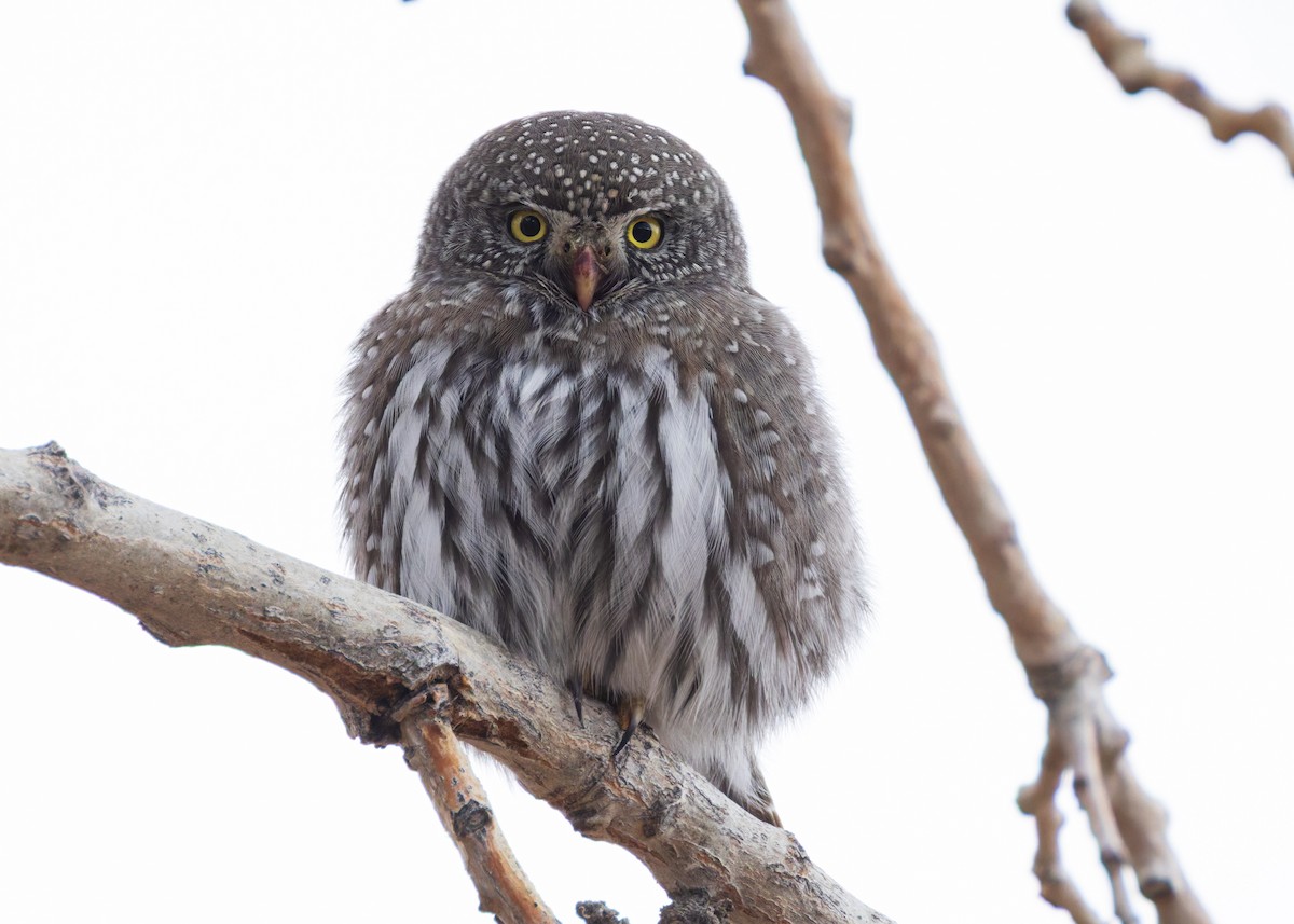 Northern Pygmy-Owl - ML647318700