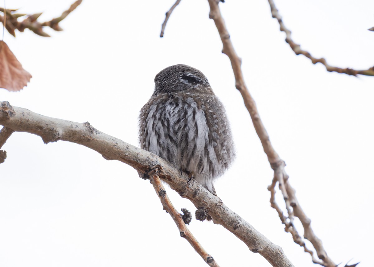 Northern Pygmy-Owl - ML647318711
