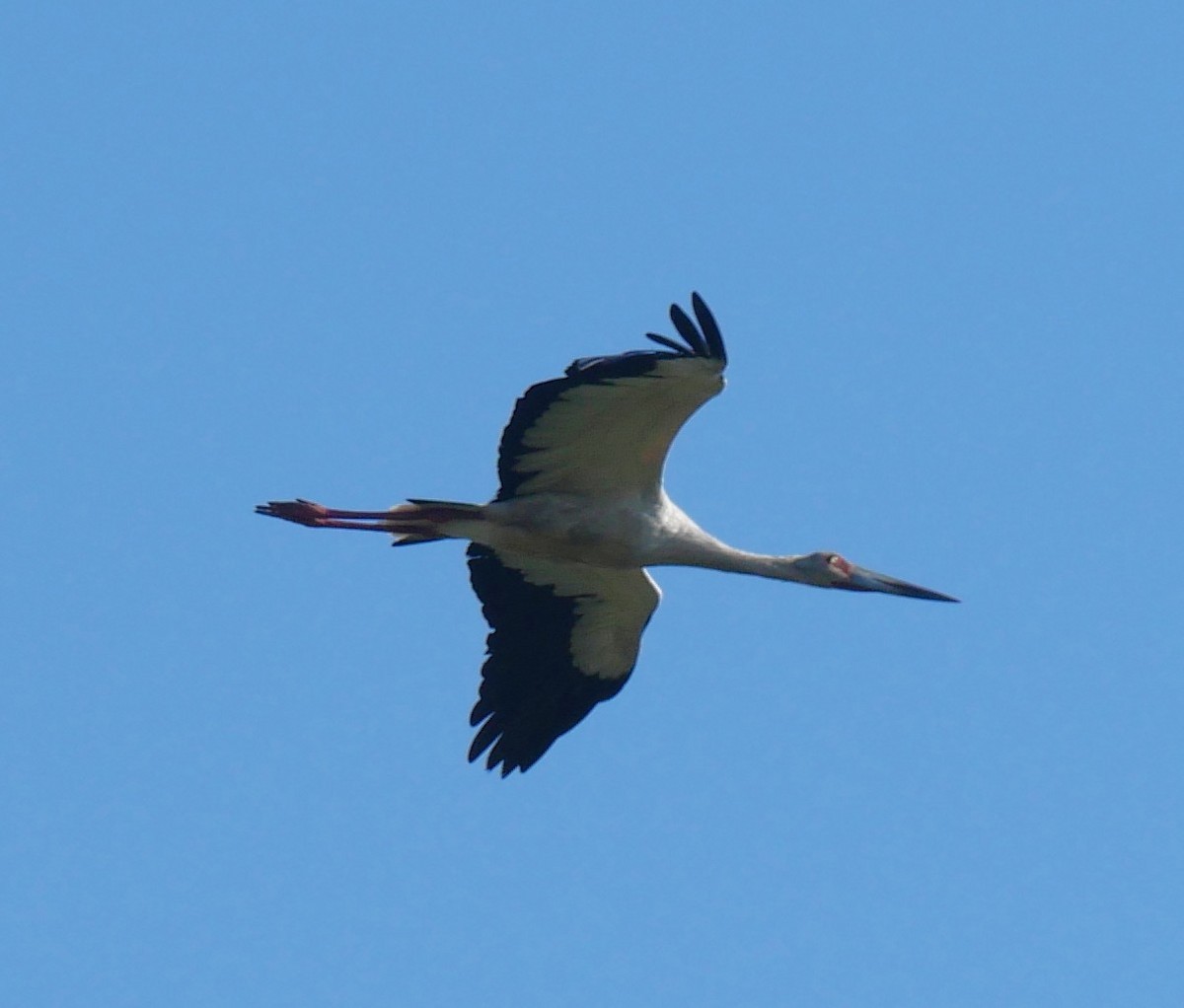 Maguari Stork - ML647318714