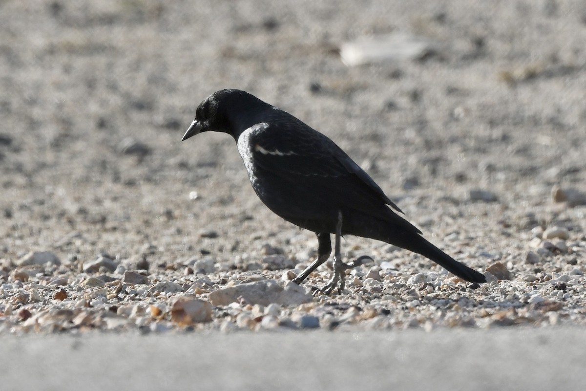 Tricolored Blackbird - ML647318715