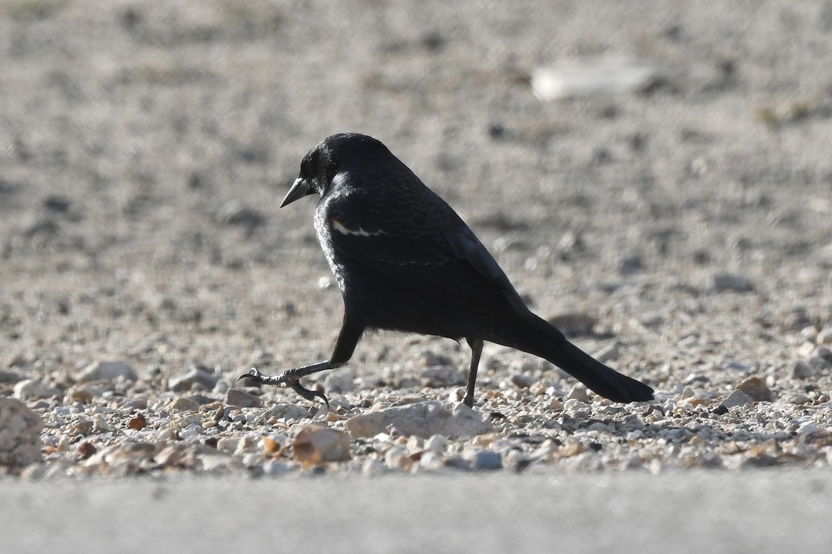 Tricolored Blackbird - ML647318716