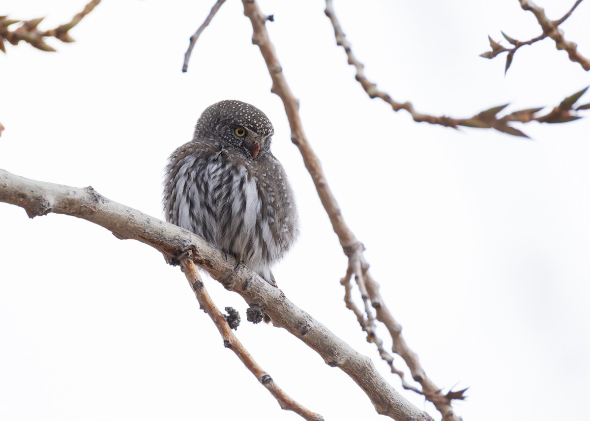 Northern Pygmy-Owl - ML647318717