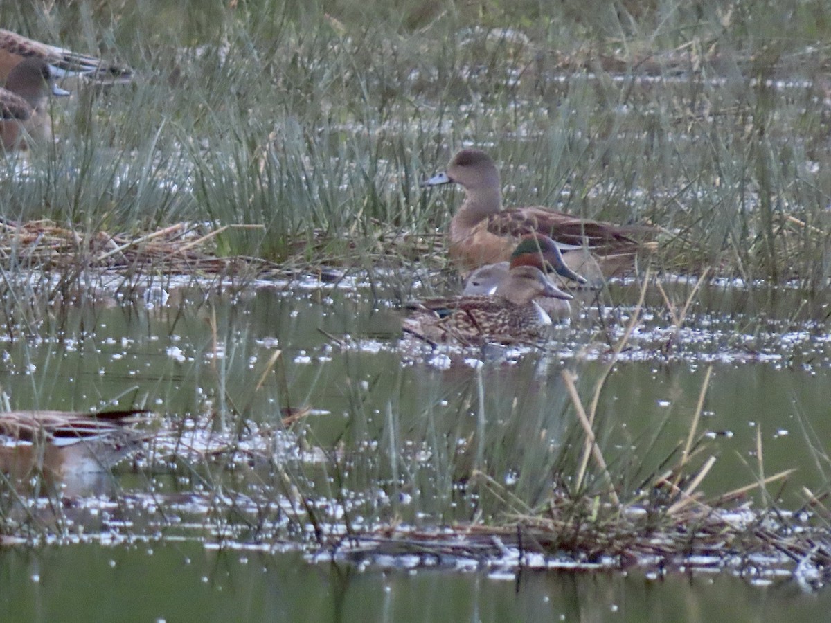 Green-winged Teal - ML647318726