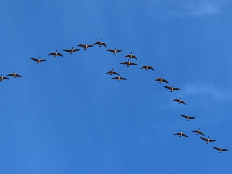 kanadagås - ML647318727