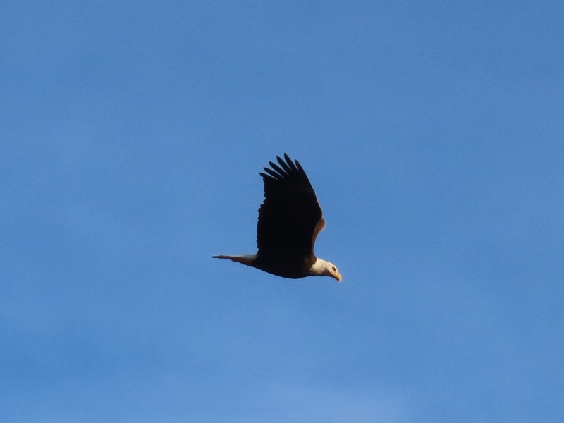 hvithodehavørn - ML647318735