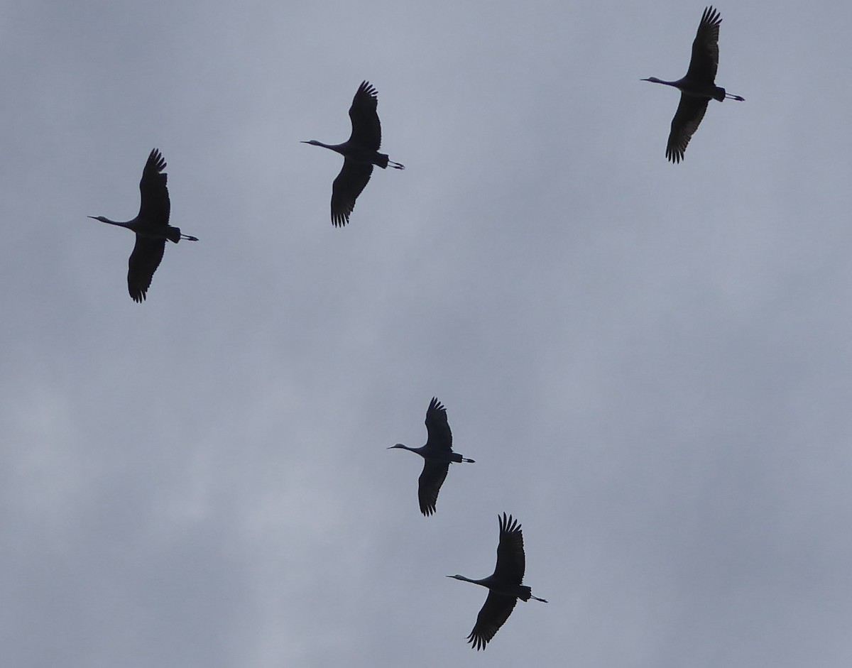 Kanada Turnası - ML647318736