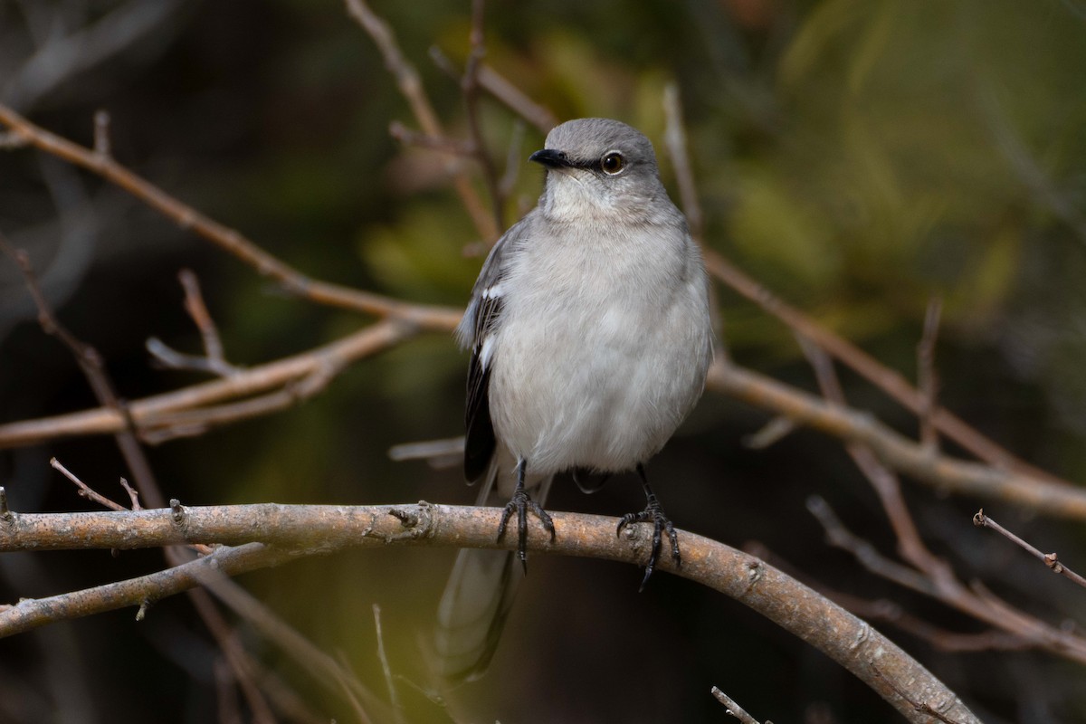 Пересмішник багатоголосий - ML647318753
