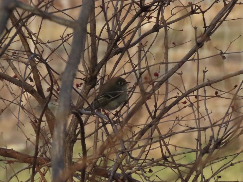 ルビーキクイタダキ - ML647318756