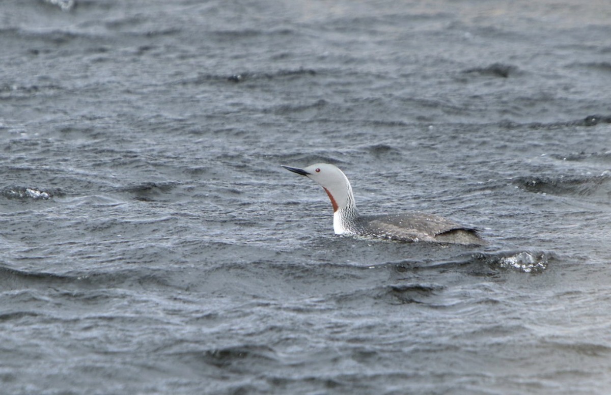 smålom - ML647318758