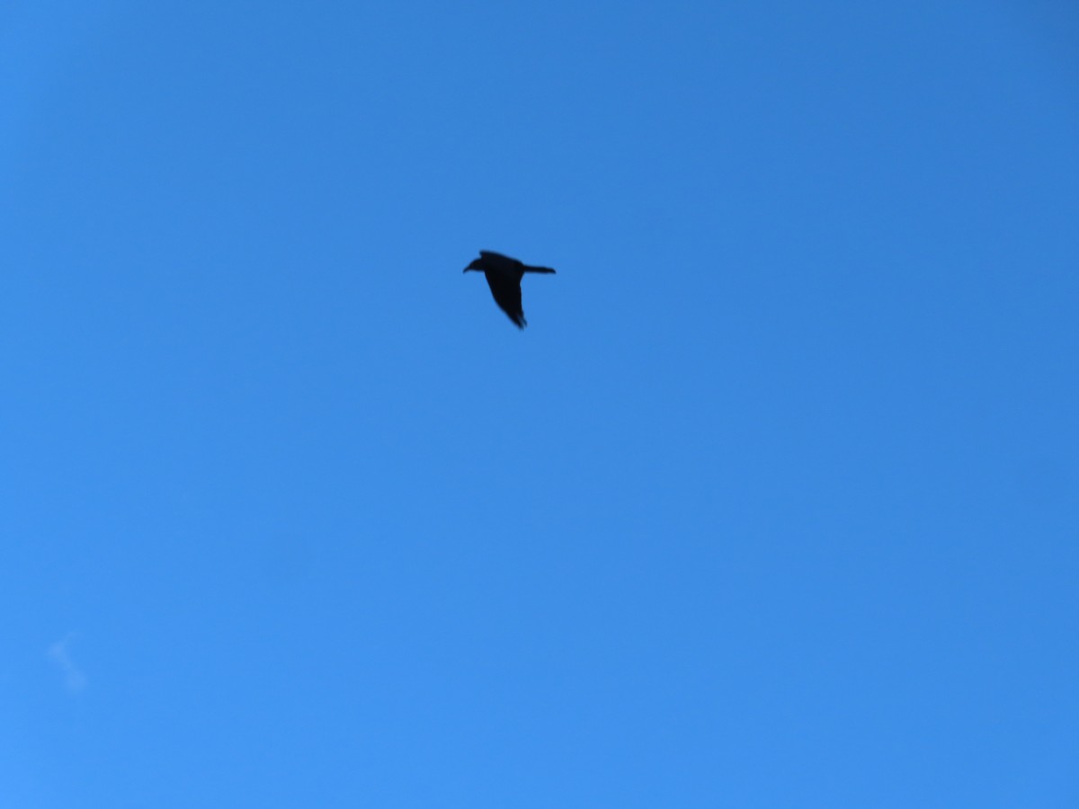 Common Raven - ML647318767