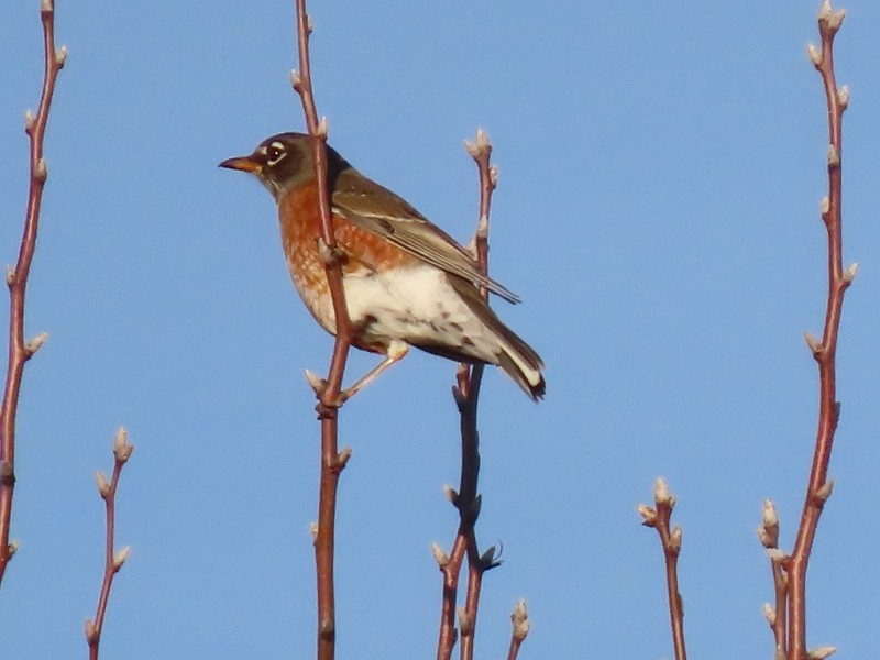 vandretrost - ML647318768