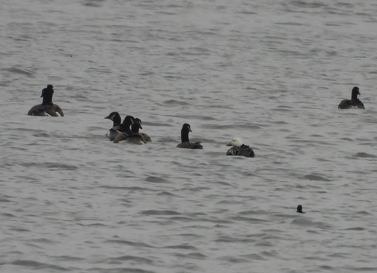 Цасны галуу - ML647318785