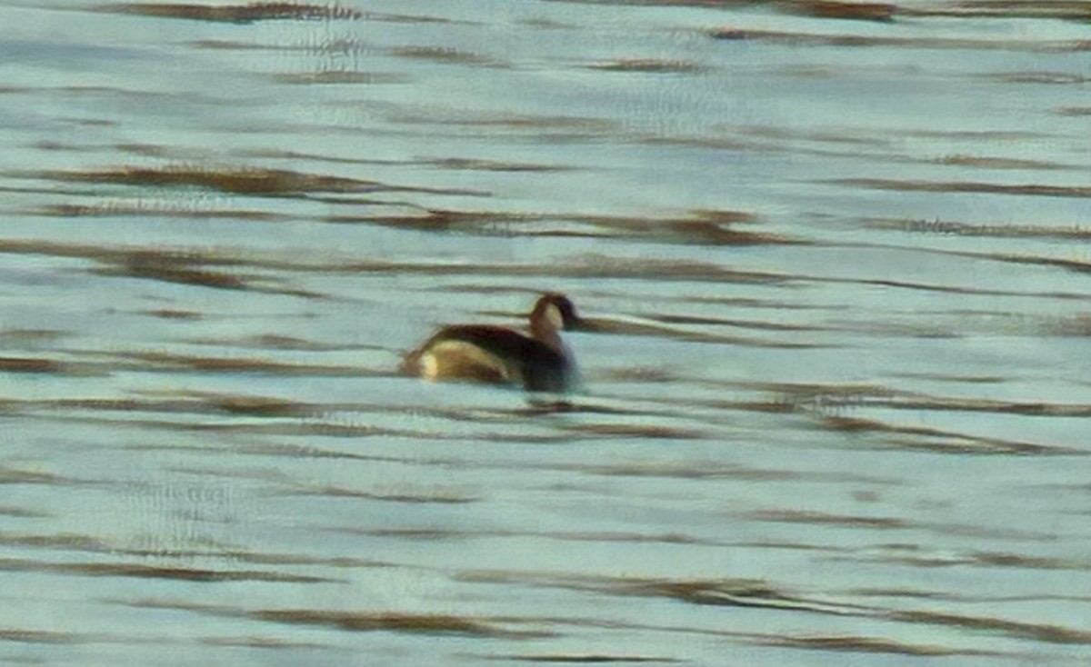 Red-necked Grebe - ML647318797