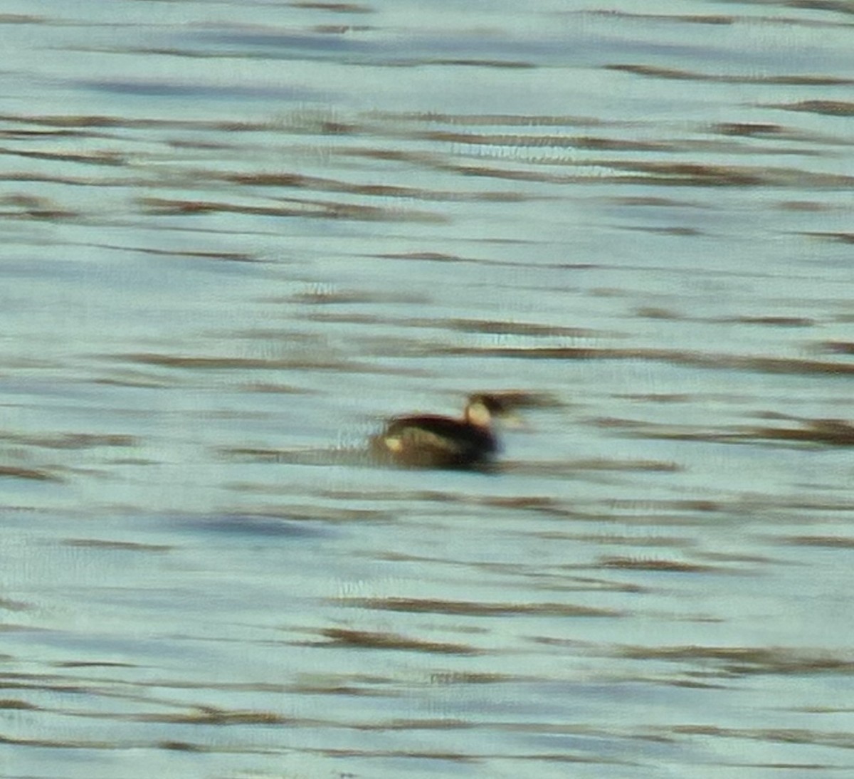 Red-necked Grebe - ML647318798