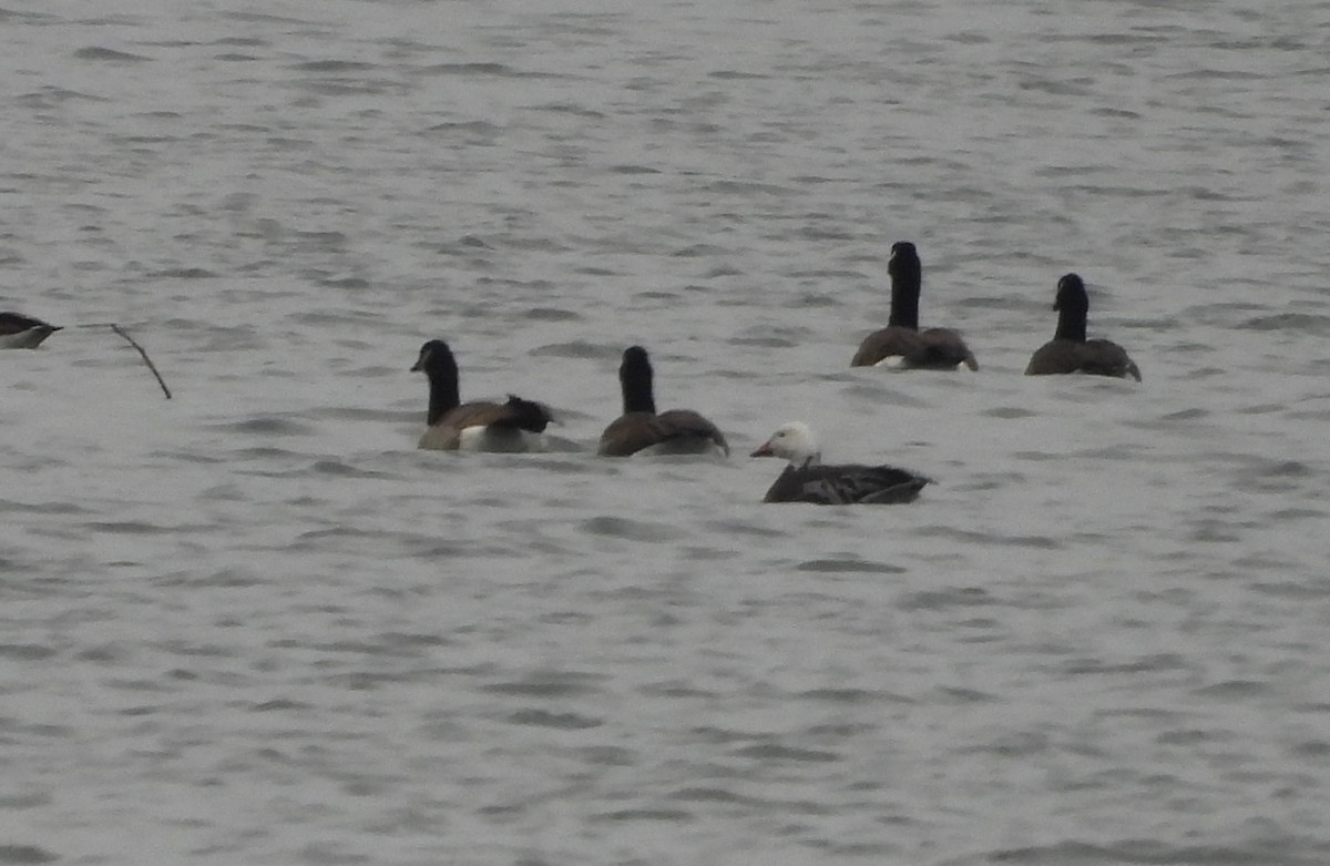 Цасны галуу - ML647318799