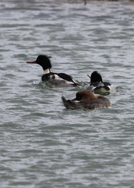 morčák prostřední - ML647318818