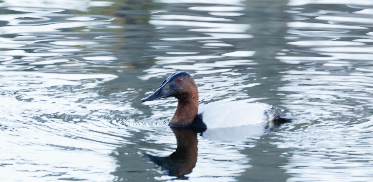 polák dlouhozobý - ML647318822