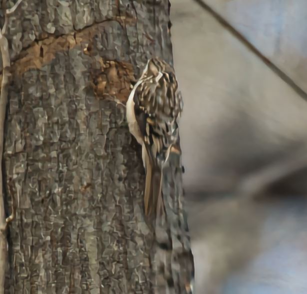Brown Creeper - ML647318835