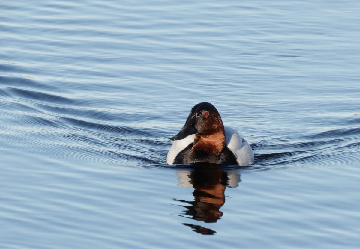 polák dlouhozobý - ML647318840