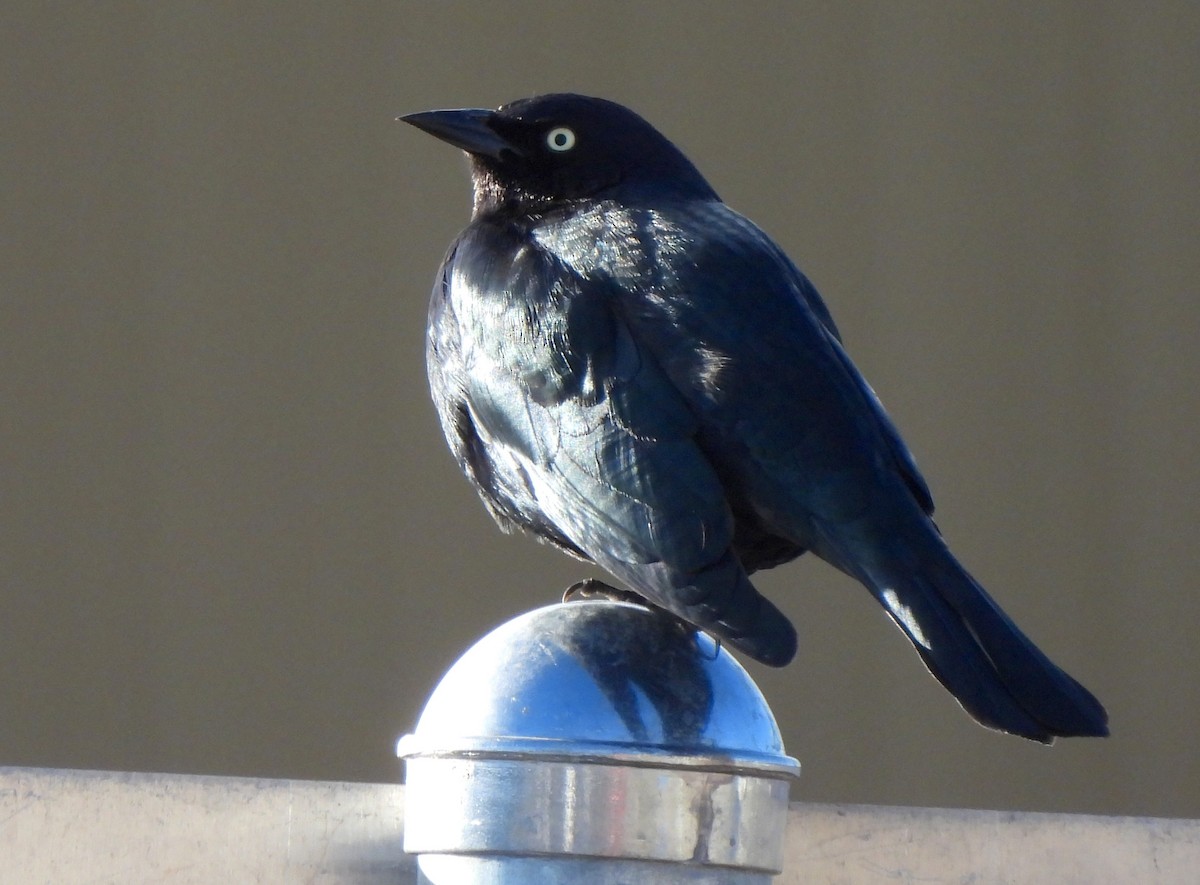 Brewer Karatavuğu - ML647318852