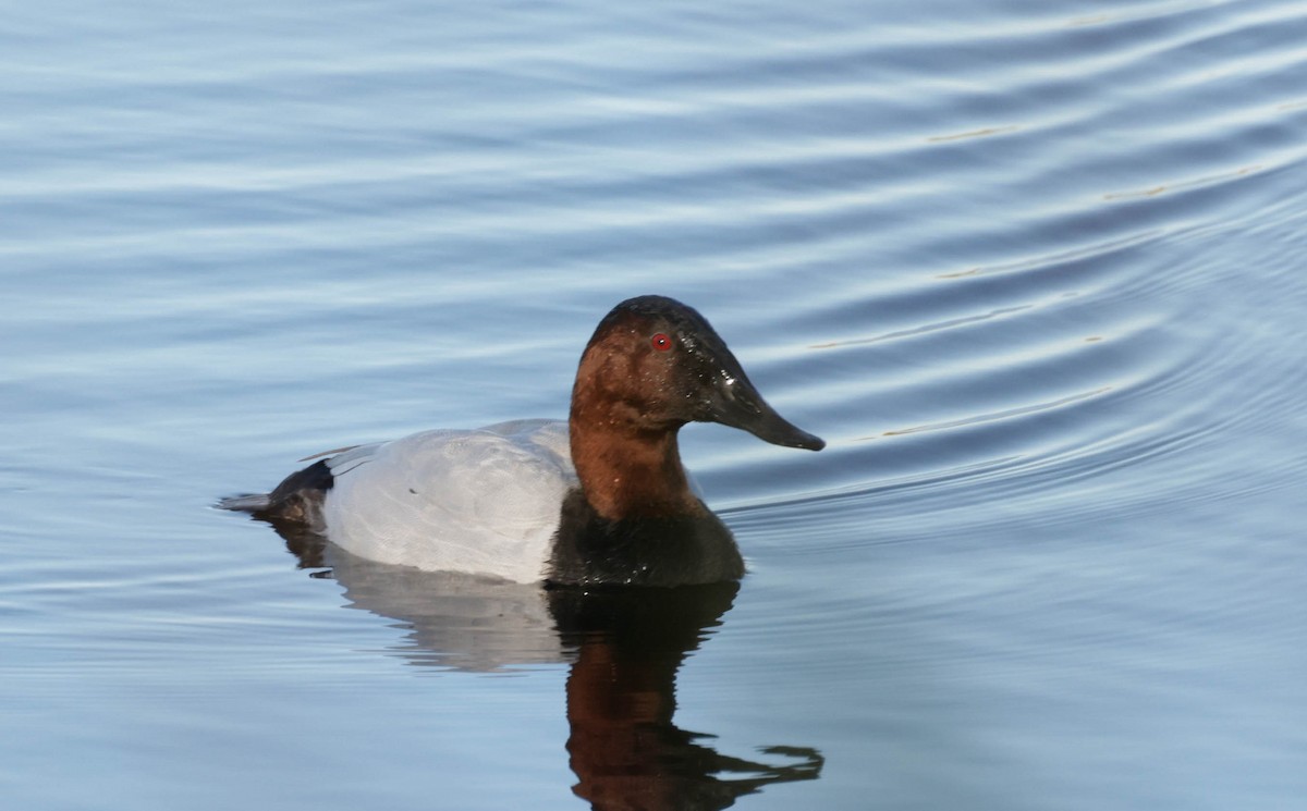 polák dlouhozobý - ML647318860