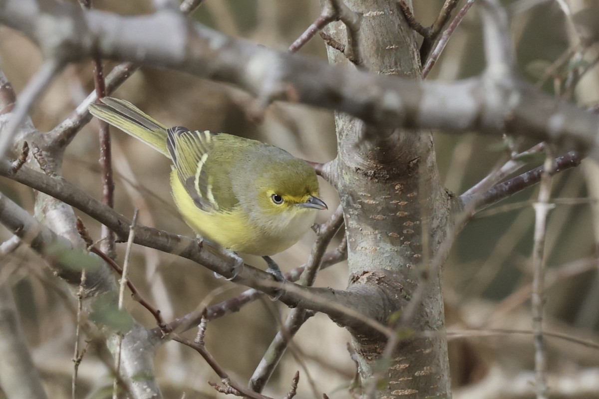 Vireo Ojiblanco - ML647318876