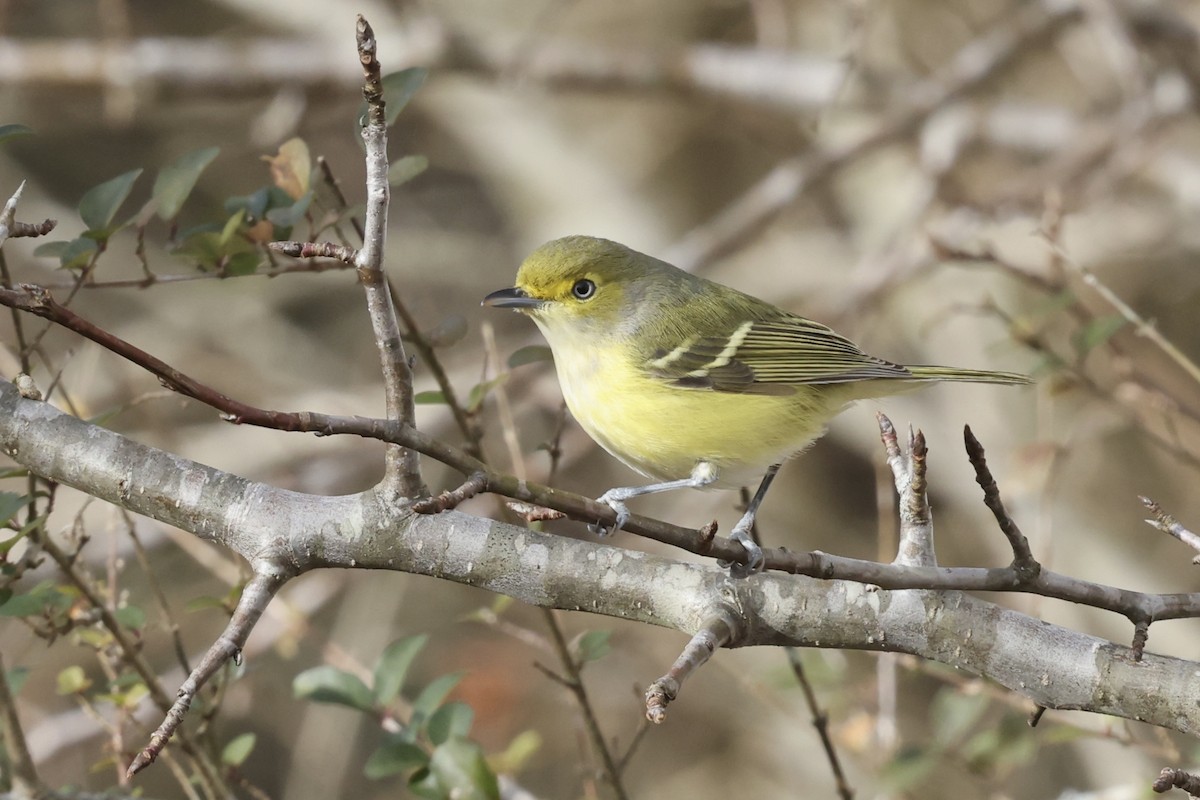 Vireo Ojiblanco - ML647318877