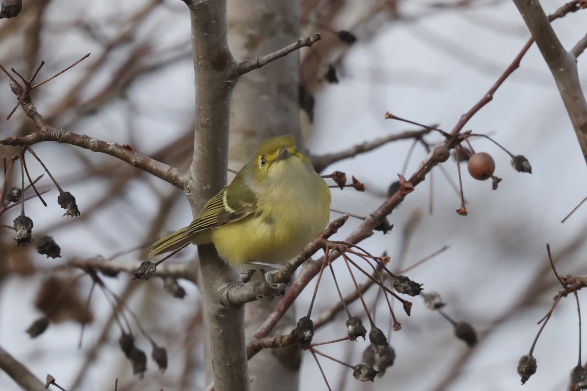Vireo Ojiblanco - ML647318878