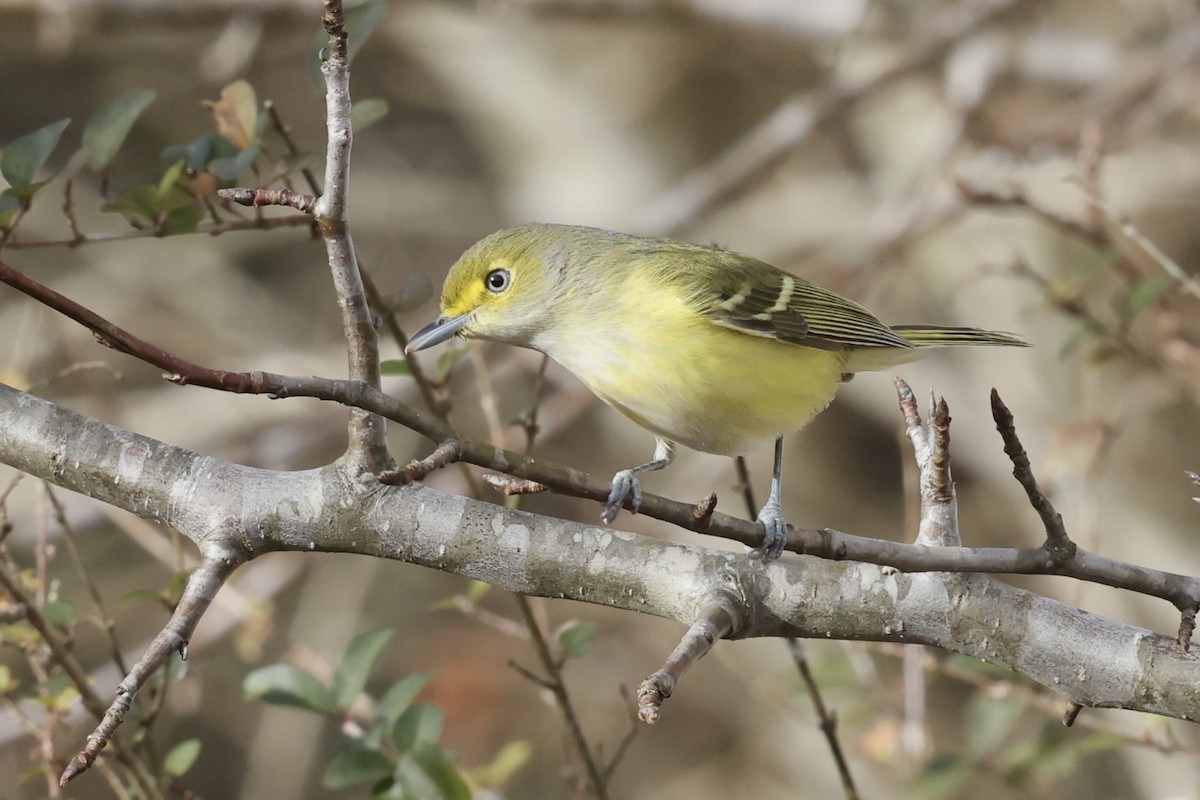 Vireo Ojiblanco - ML647318879