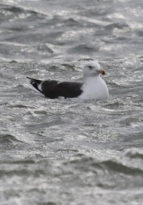 racek mořský - ML647318881