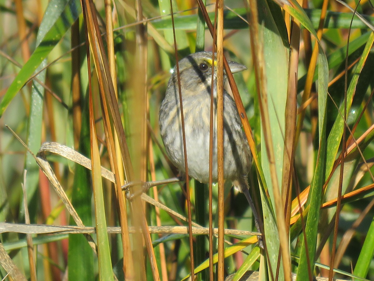 Seaside Sparrow - ML647318882