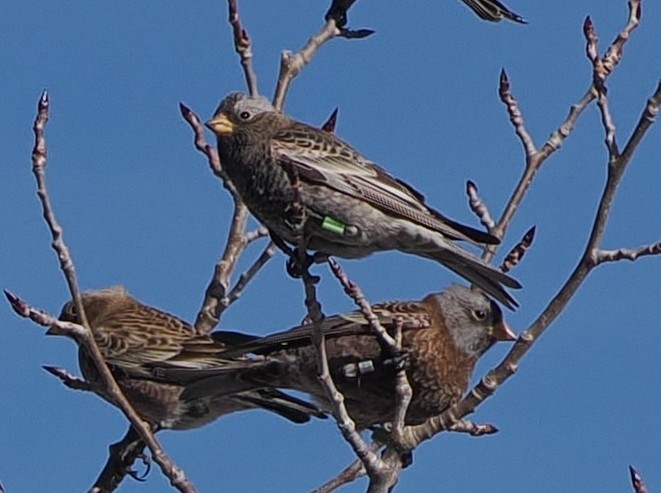 Gray-crowned Rosy-Finch (Hepburn's) - ML647318883