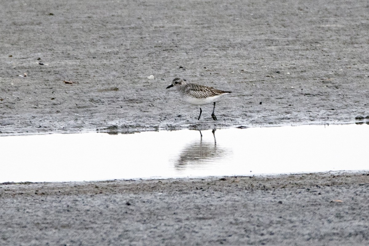 Black-bellied Plover - ML647318886