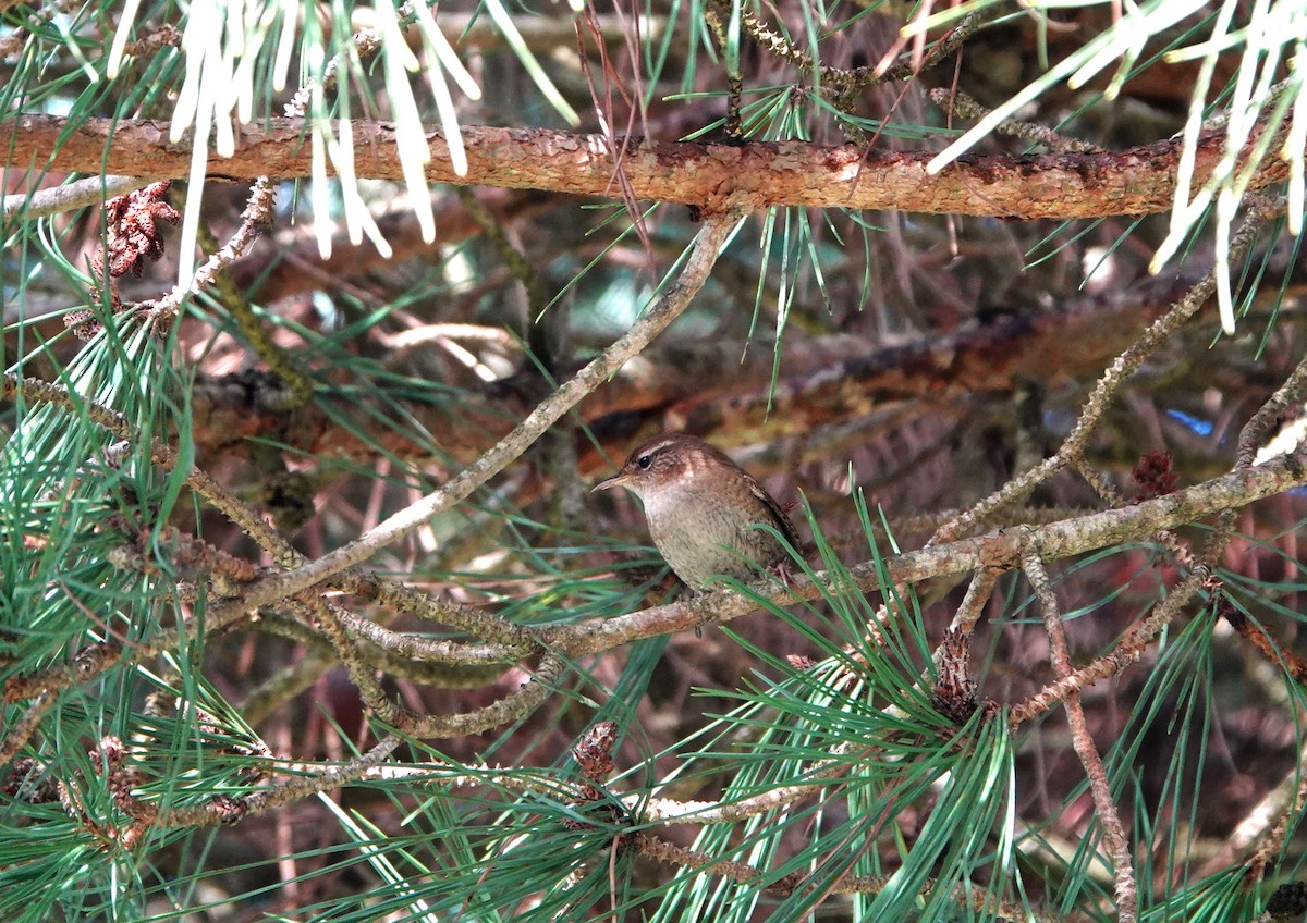 Eurasian Wren - ML647318888