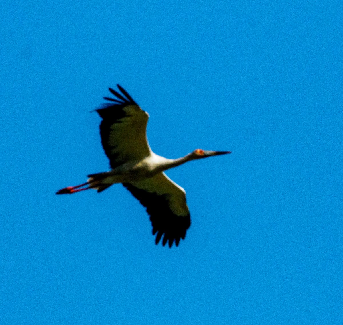 Maguari Stork - ML647318889