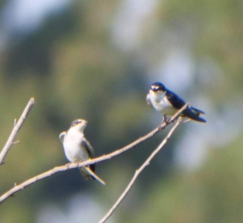 White-rumped Swallow - ML647318892