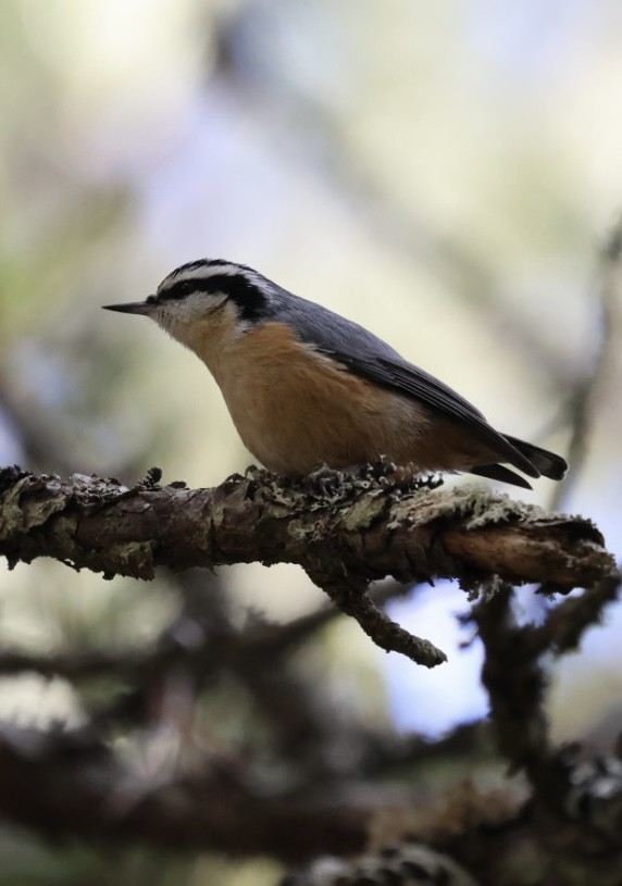 brhlík americký - ML647318894