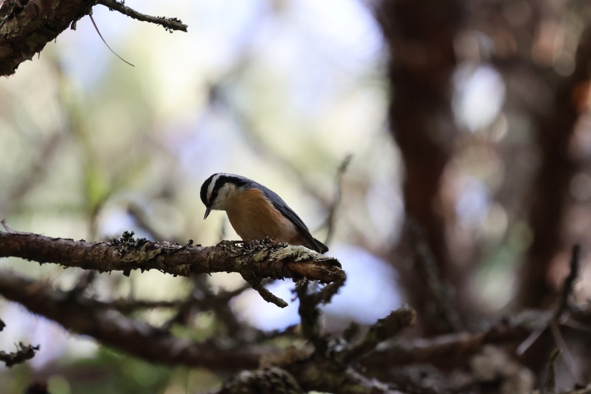 brhlík americký - ML647318895