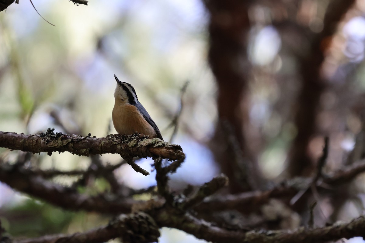 brhlík americký - ML647318896