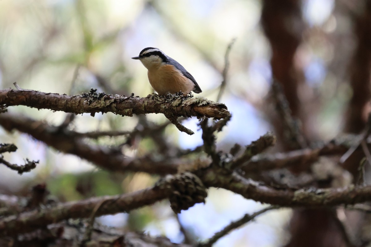 brhlík americký - ML647318897