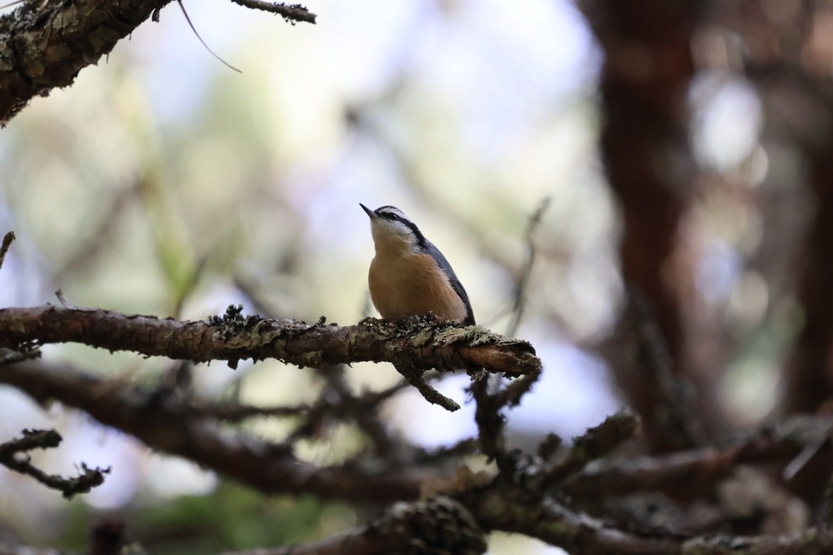 brhlík americký - ML647318898