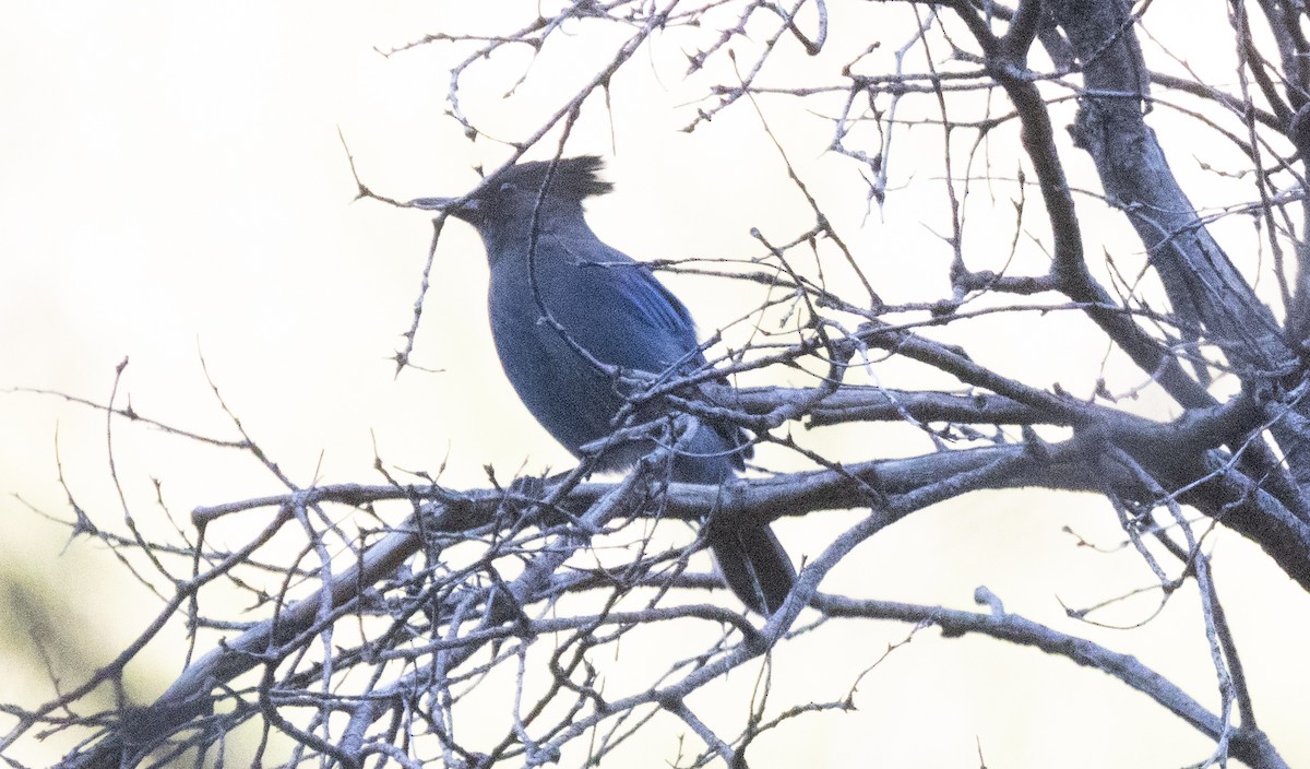 Steller's Jay - ML647318902