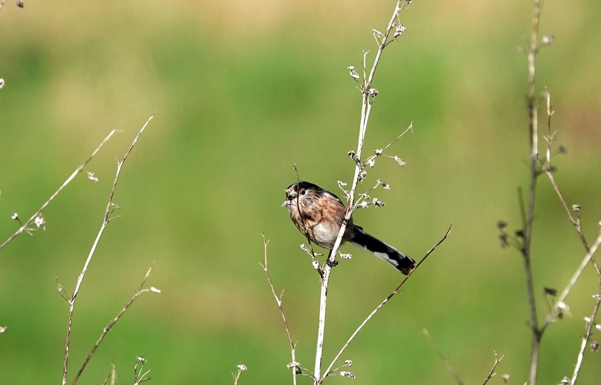 Long-tailed Tit - ML647318907